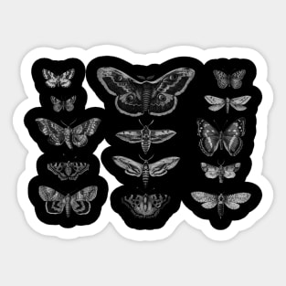 Butterfly and Moth dark arts, Wiccan, scientific display Sticker